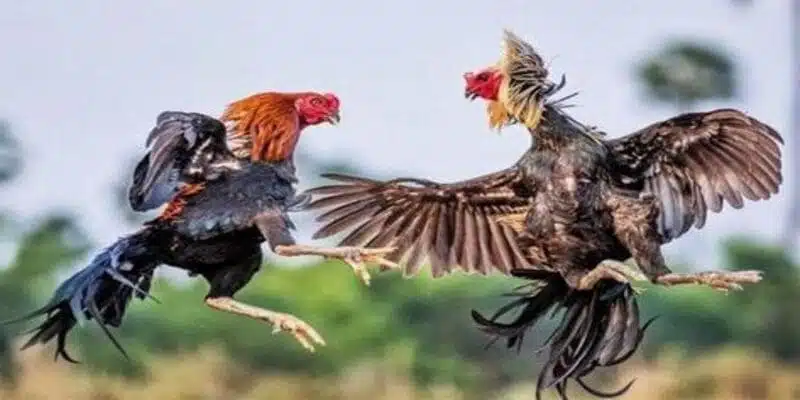 Kỹ Thuật Huấn Luyện Gà Đá Tốt Nhất