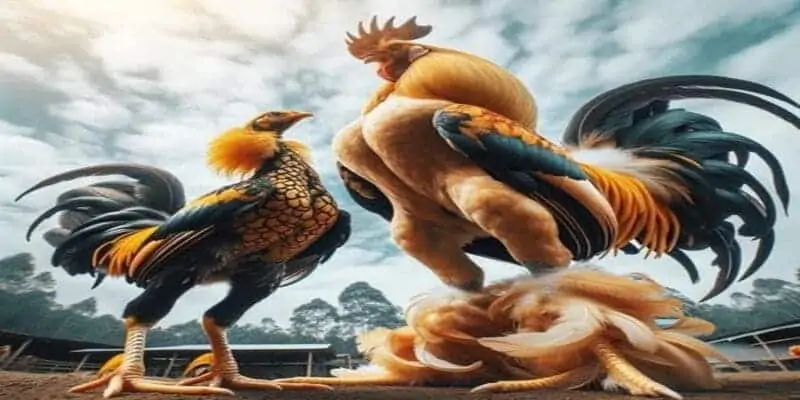 Đá Gà Thomo QQ288 - Khám Phá Thế Giới Đá Gà Trực Tuyến