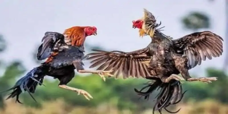 Kỹ Thuật Huấn Luyện Gà Đá Tốt Nhất